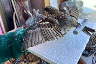 English Sparrow Taxidermy