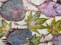 Botanical Printing