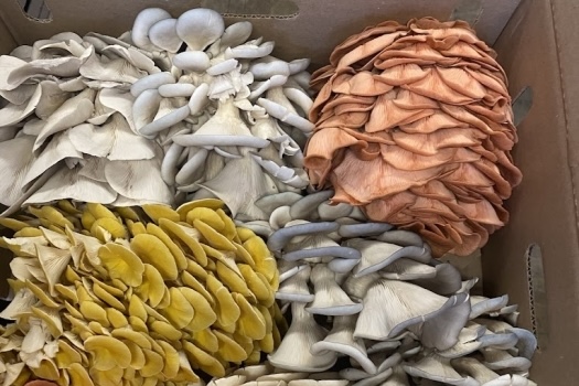 Pasta and Mushrooms