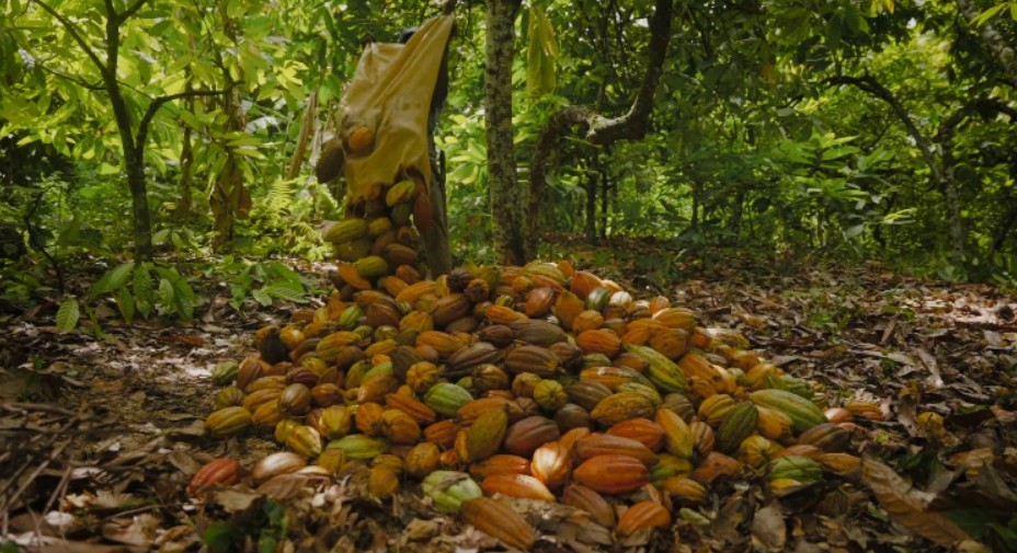 Chocolate Tasting: "The Chocolate Uplift"