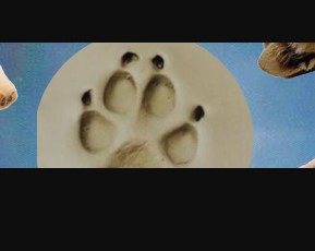 Animal Paw Imprints