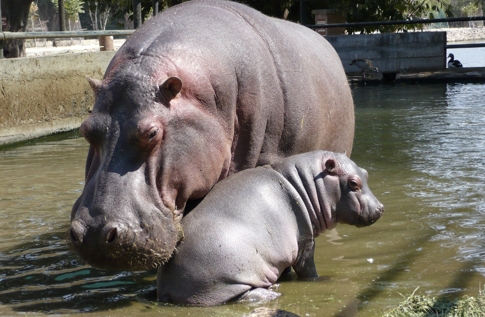 zoo3.png