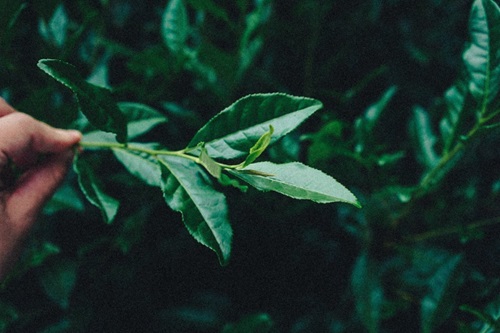 The World of Japanese Tea