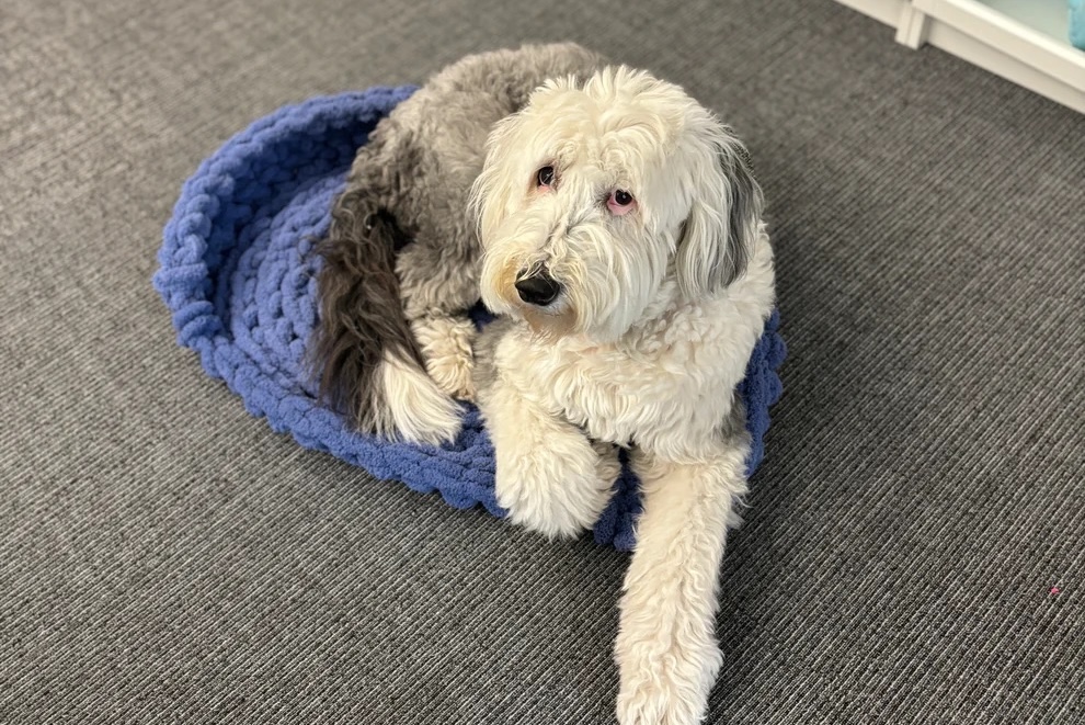 Crochet Dog Bed