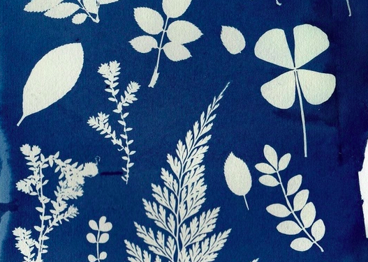 “Blueprints of Nature”: A Cyanotype + Tea Blending Workshop