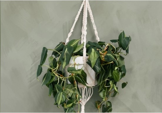 Macrame Plant Hanger