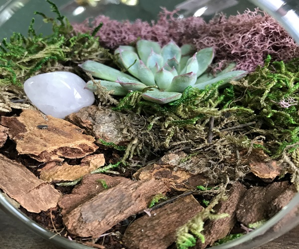 Valentine's Day Terrarium Workshop (Plant & Sip)