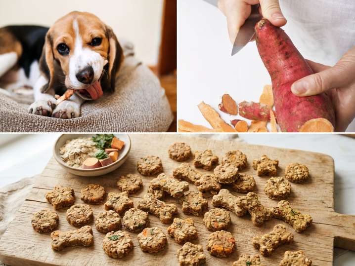 Thanksgiving Treats for Your Pup