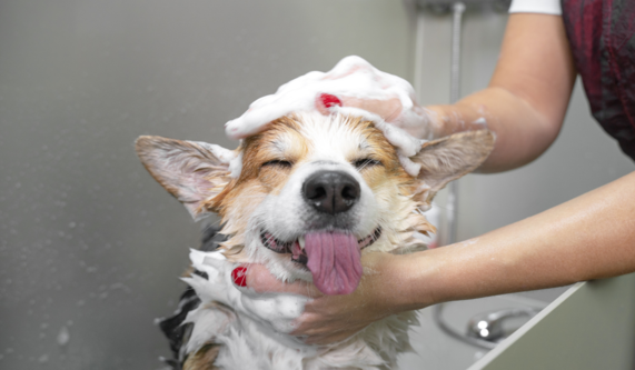 Guide to Dog Grooming (Self-paced)