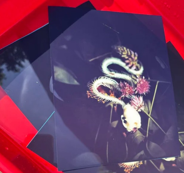 Paper Positives: In-Camera Color