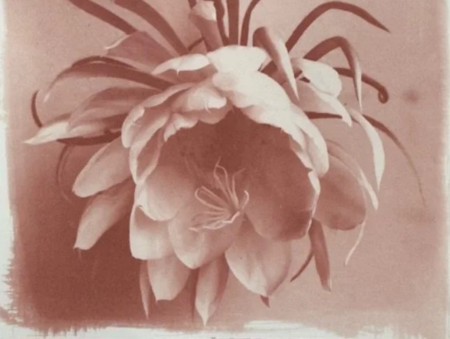 Printing with Copper: The Cuprotype Process