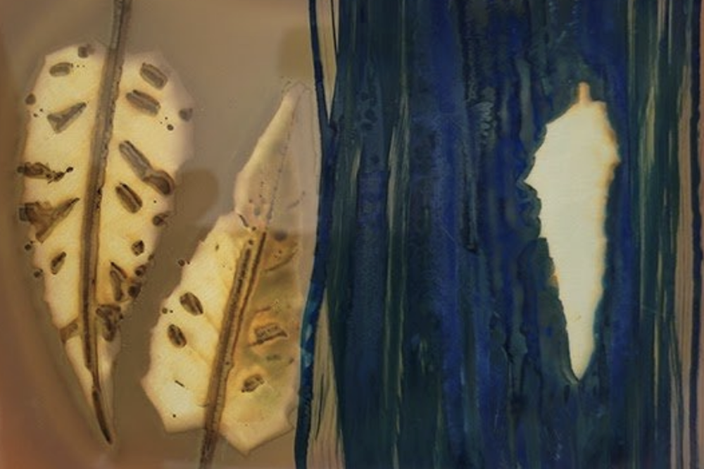 Anthotypes & Other Organic Processes II