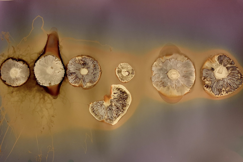 Anthotypes & Other Organic Processes II