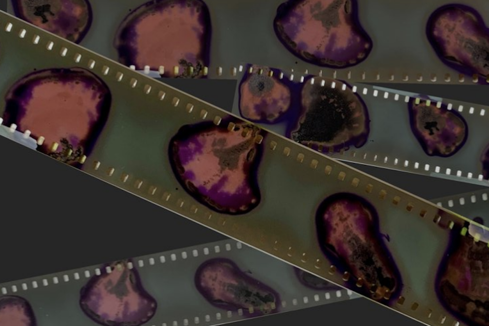 Anthotypes & Other Organic Processes II