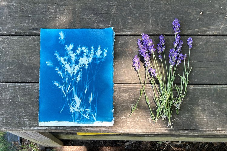 Urban Farm Cyanotypes