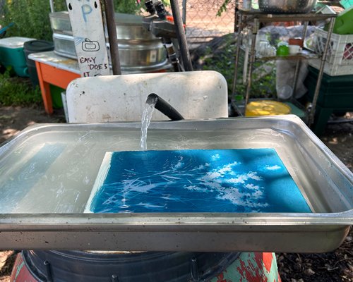 Urban Farm Cyanotypes