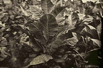 Intro to Wet Plate with Em White