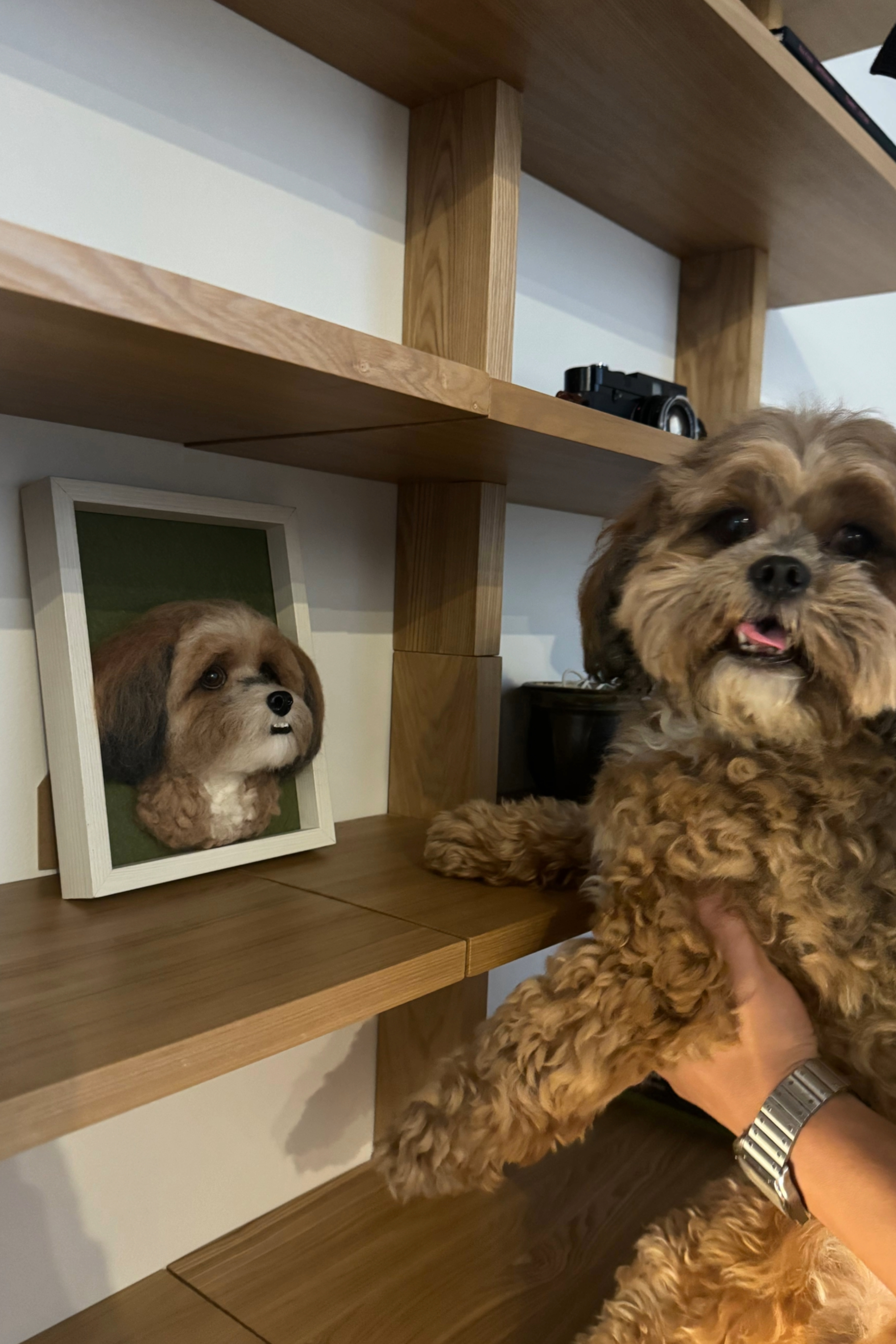 Needle Felted Framed Custom Dog Portrait - 5 Sessions