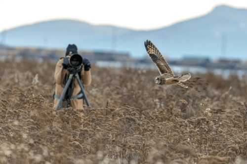 The Art of Photographing Birds (Self-Paced)