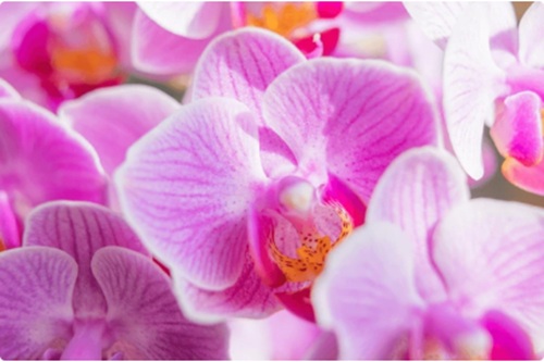 The Art of Flower Photography (Self-Paced)
