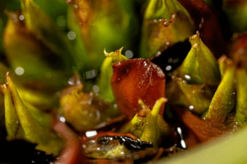 The Art of Seeing: Macro Techniques for Flowers and Plants (Self-Paced)