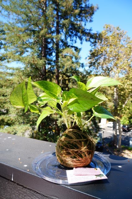 Kokedama Workshop: Japanese Moss Ball Art