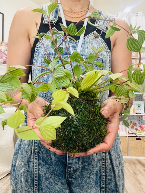 Kokedama Workshop: Japanese Moss Ball Art