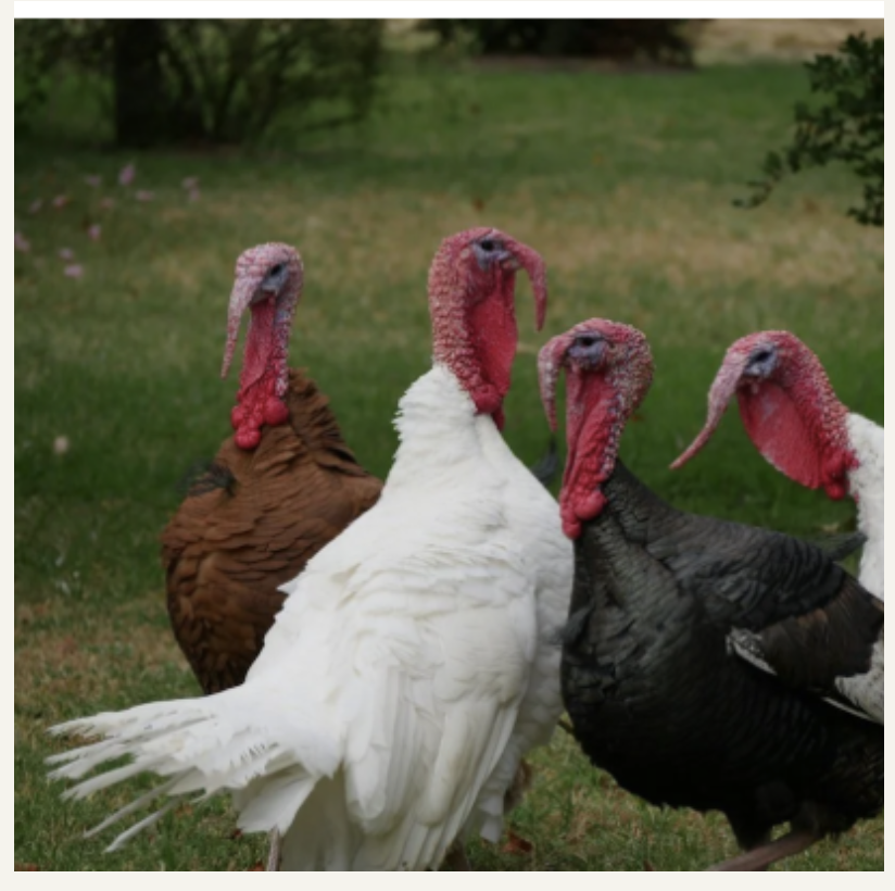 Sketching Turkeys