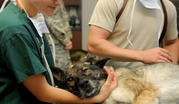 Veterinary Assistant Training Program