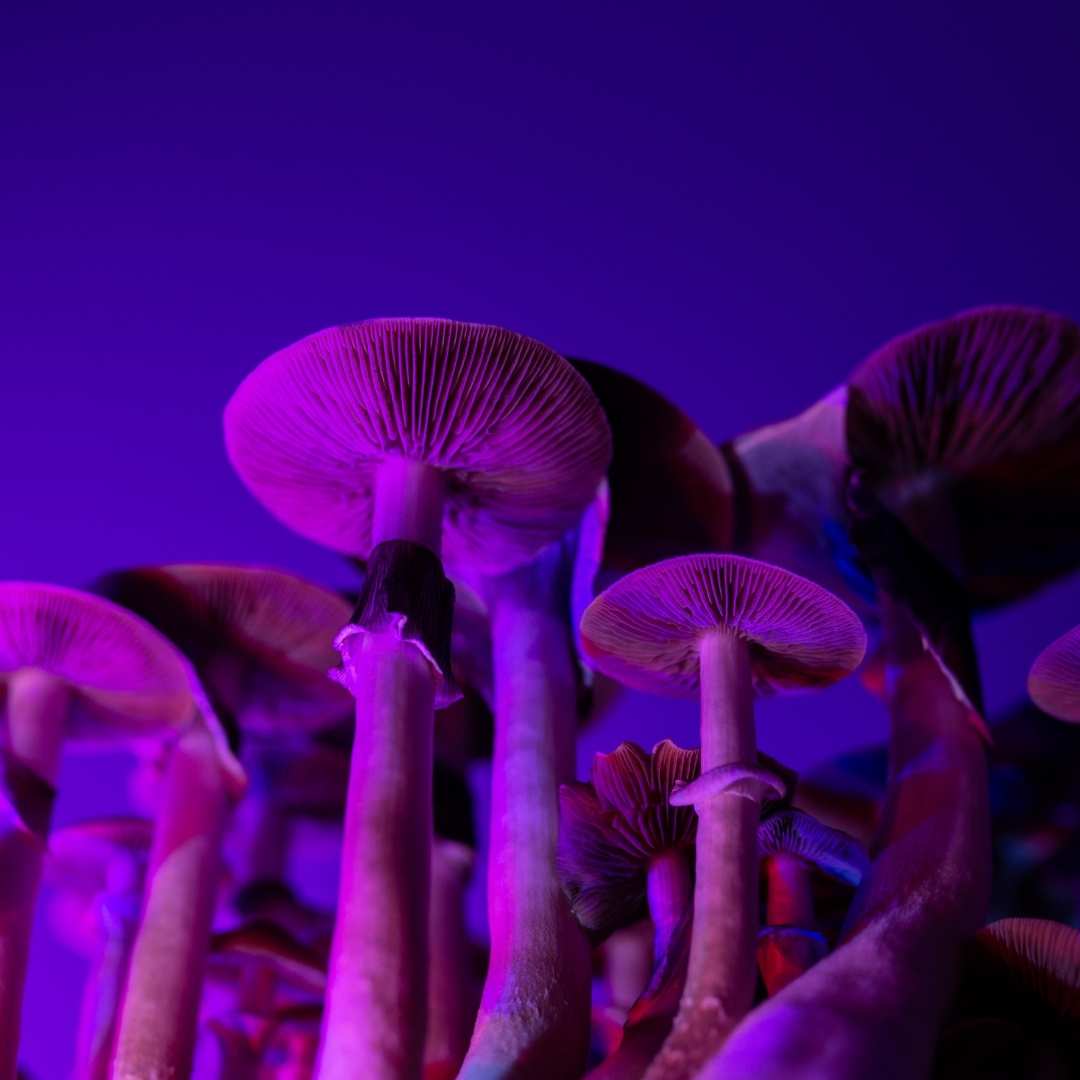 Psychedelics in the Treatment of End-Of-Life Suffering