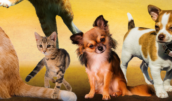 Animal Energy Healing: A Masterclass
