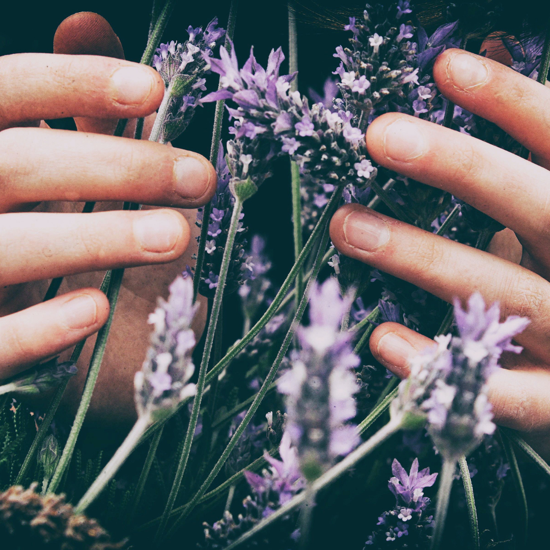 Herbal Alternatives for Antibiotics
