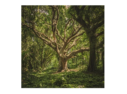 The Magic & Medicine of Trees