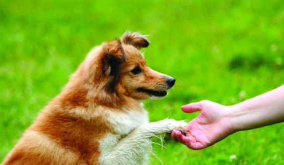 Soul-Level Animal Communication