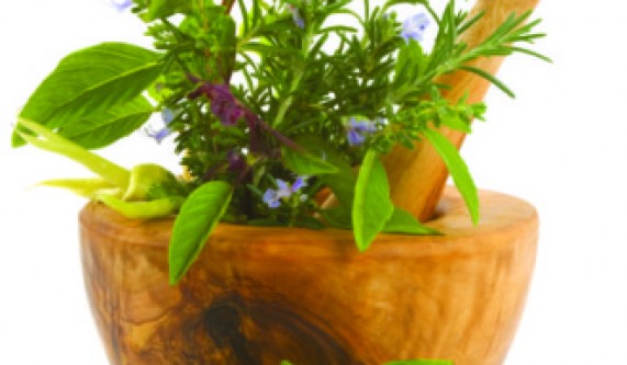 Free Intro: The Power of Plant Medicine