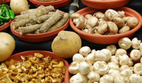 Learn Mushroom Cultivation & Tincture Making