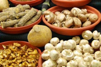 Learn Mushroom Cultivation & Tincture Making