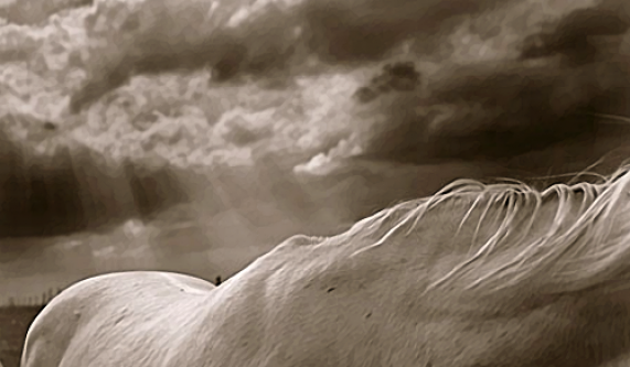 Zen & the Art of Photography