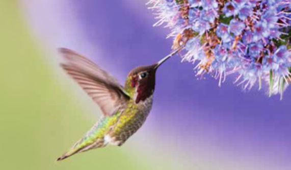 Healing Through the Human Energy Field