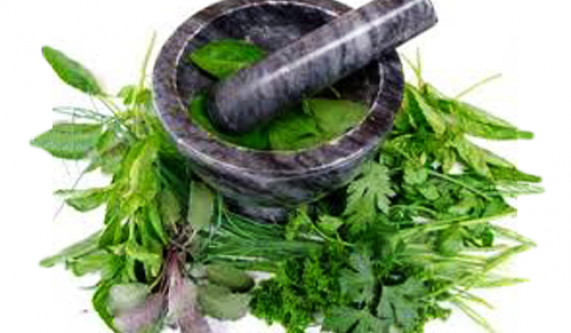 Free Intro: Green Medicine - Training In Herbalism