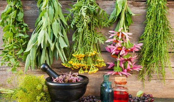 Using Traditional Native Medicines & Herbs 