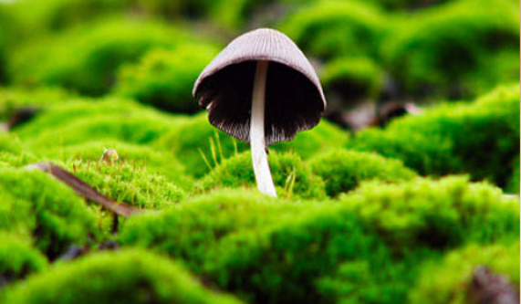 The Science of Psilocybin
