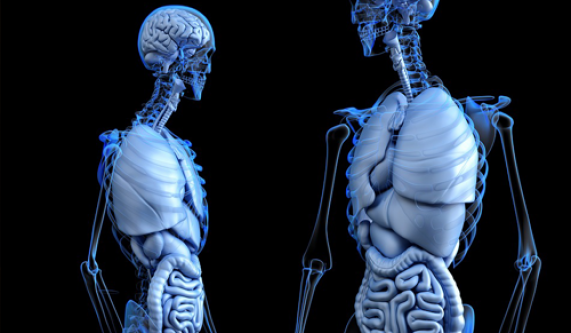 Healing the Brain Through Healing the Gut