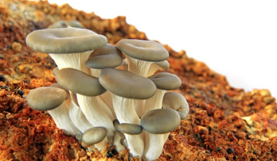 Learn Mushroom Cultivation & Tincture Making