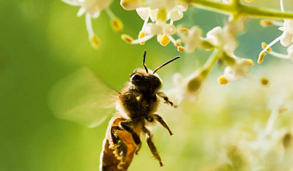 Learn Urban Beekeeping: A Hands-On Workshop