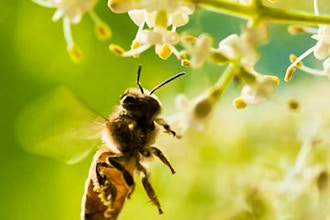 Learn Urban Beekeeping: A Hands-On Workshop