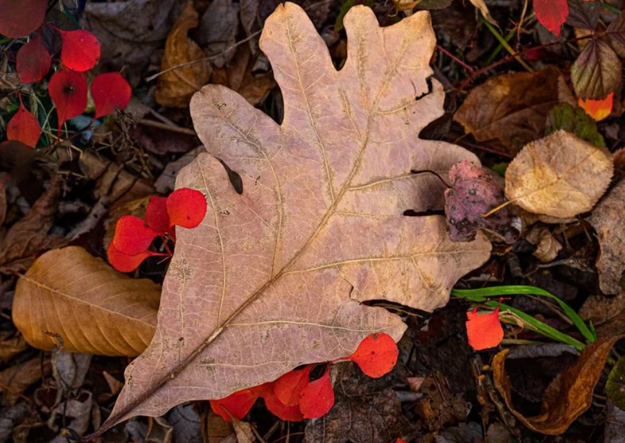 Fall Along the Delaware Photography Course