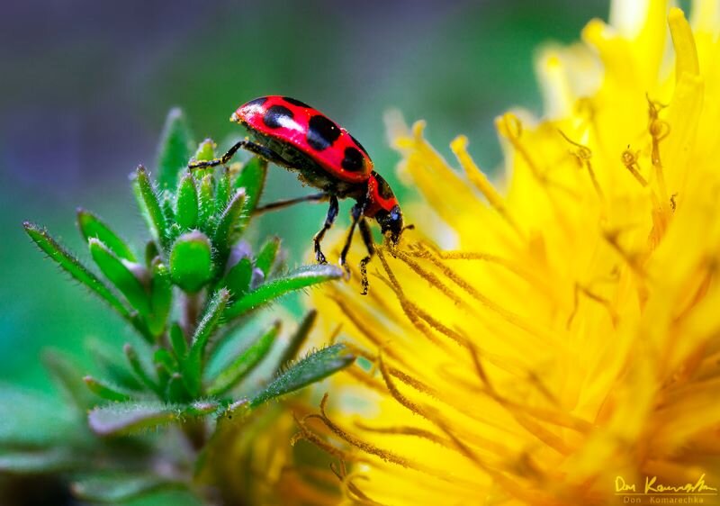 Macro Photography