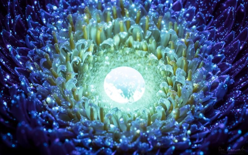Macro Photography