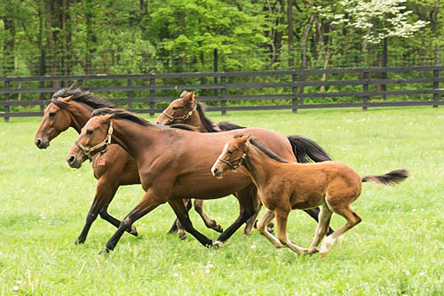 Private Access: Autumn on Two Working Horse Farms